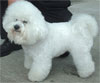 Click here for more detailed Bichon Frise breed information and available puppies, studs dogs, clubs and forums